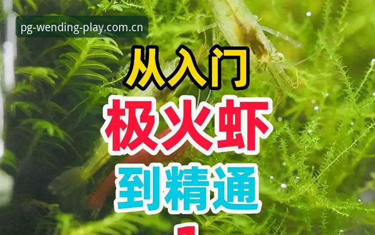 问鼎娱乐官方平台安装教程 问鼎娱乐官方平台安装教程最新动态:从入门到精通的完整指南